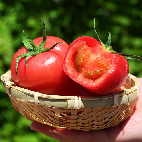 露天水果大西西红柿沙瓤带箱10斤新鲜蔬菜农家番茄